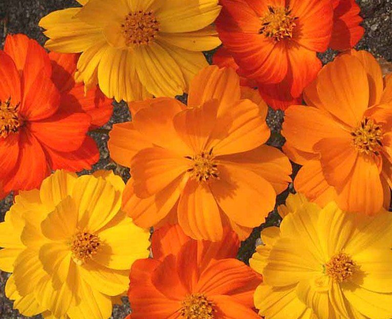 Cosmos Bright Lights Mix Flowers Premier Seeds Direct ltd