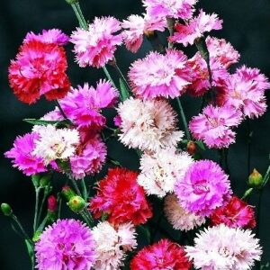 Dianthus Spring Beauty Mixed
