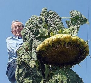 Giant Sunflower Mongolian Giant