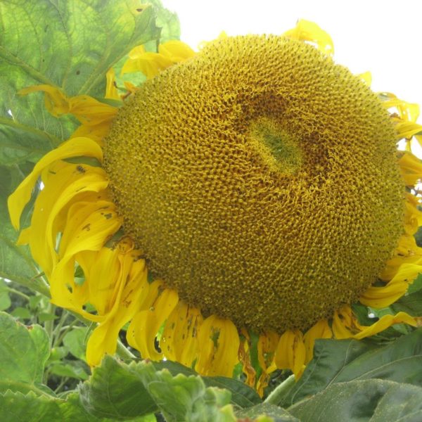 Giant Sunflower Titan Flowers Premier Seeds Direct ltd