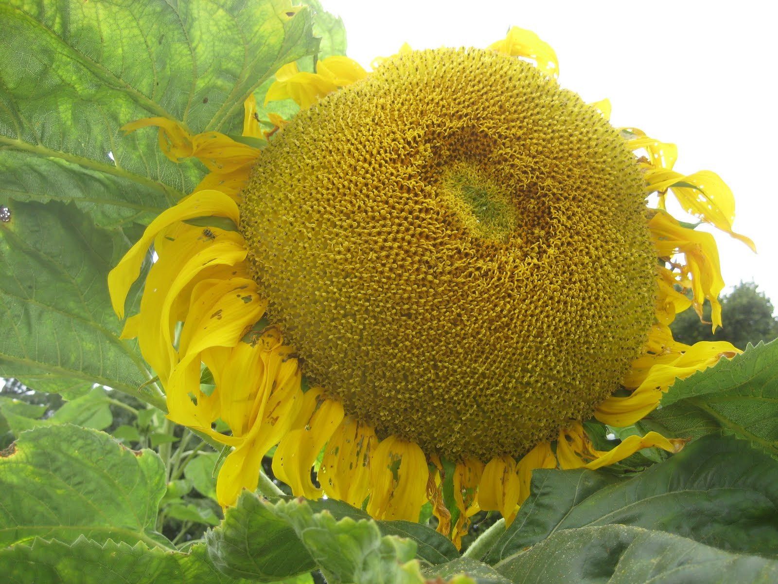 Giant Sunflower Titan – Premier Seeds 