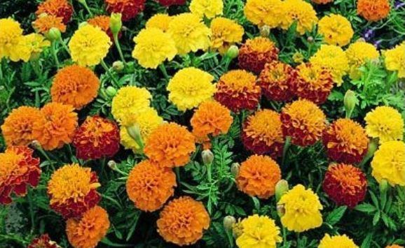 annual seeds: French marigold yellow marigold orange marigold dwarf petite marigold French Marigold petite mix fluffy marigold