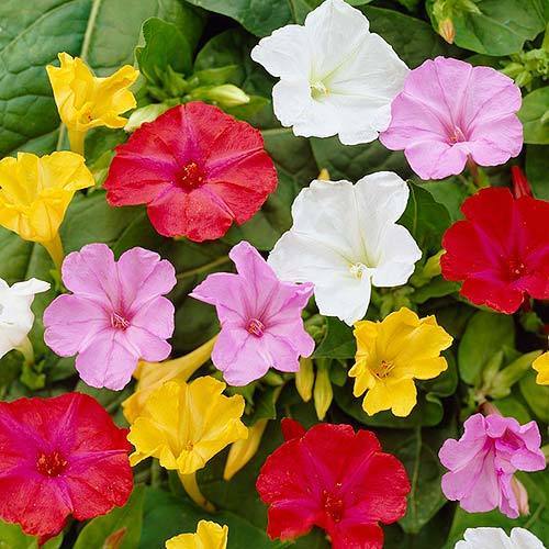 Mirabilis Marvel of Peru Four O’Clock Mix Premier Seeds Direct