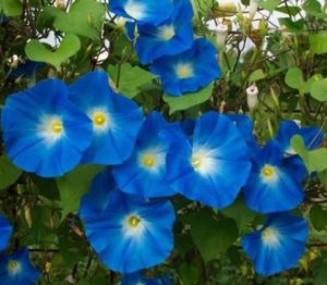 Morning Glory Ipomoea Heavenly Blue