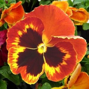 Pansy Swiss Giant Flame