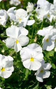 Pansy Swiss Giant White Lady (Pure White)