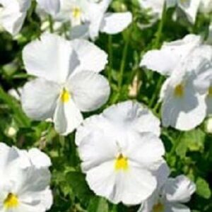 Pansy Swiss Giant White Lady Pure White