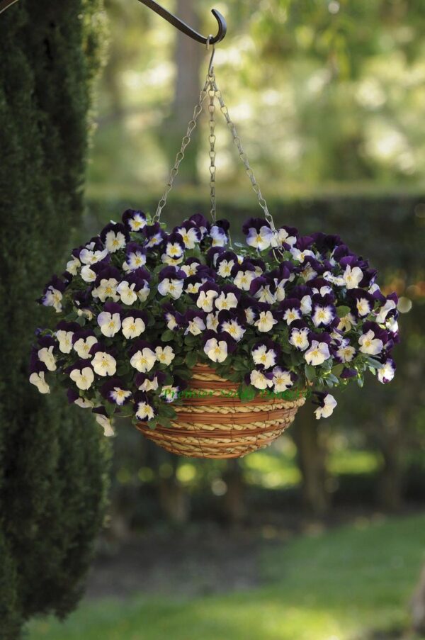 Pansy Trailing Winter Flowering Cool Wave Violet Wing
