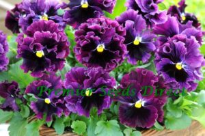 Pansy Winter Flowering Frizzle Sizzle F1 Burgundy