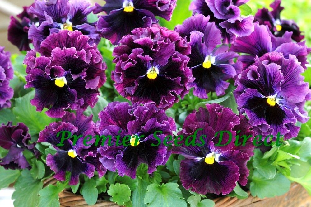 Flower Pansy Frizzle Sizzle F1-100 Seed Large Pack 