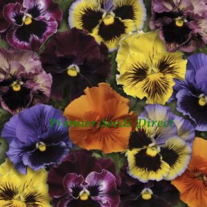 Pansy Winter Flowering Frizzle Sizzle F1 Mixed
