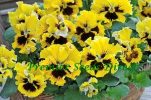 Pansy Winter Flowering Frizzle Sizzle F1 Yellow