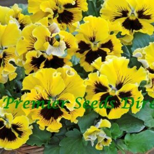 Pansy Winter Flowering Frizzle Sizzle F1 Yellow