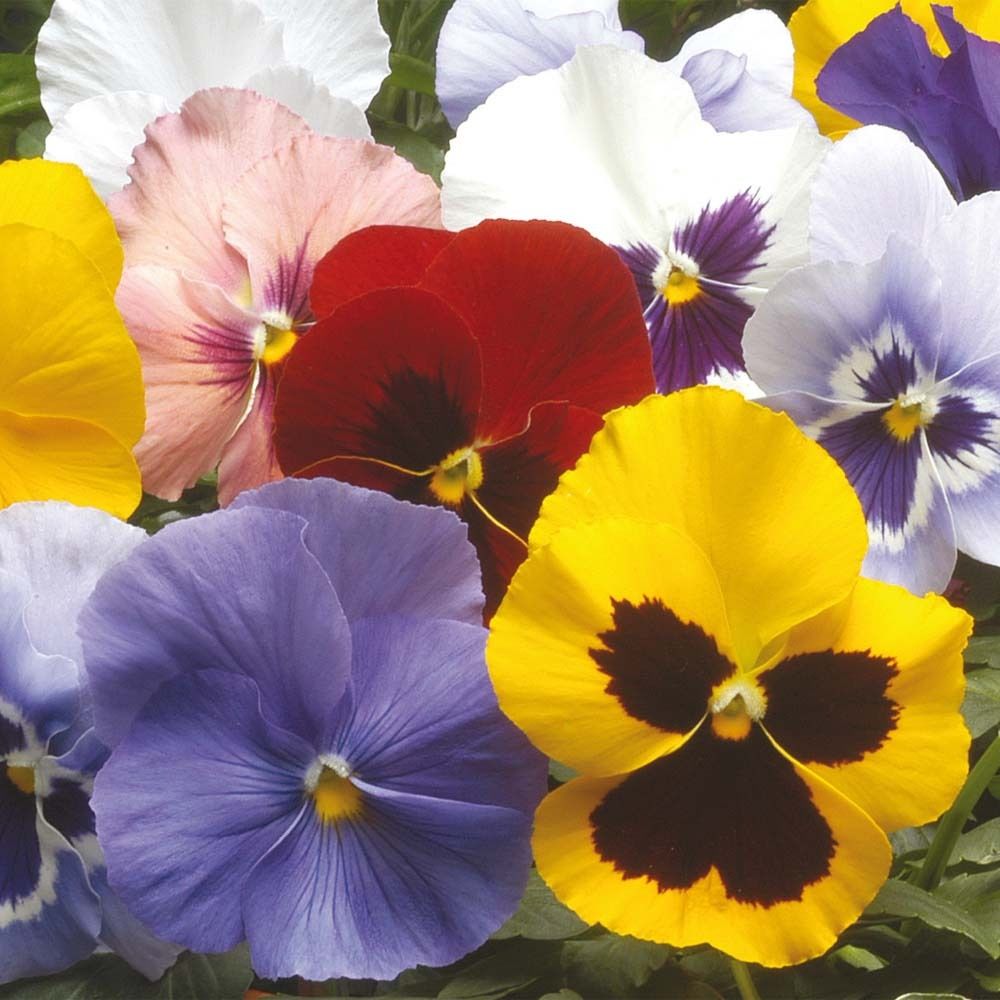 Pansy Winter Flowering Hiemalis Mixed Flowers Premier Seeds Direct ltd