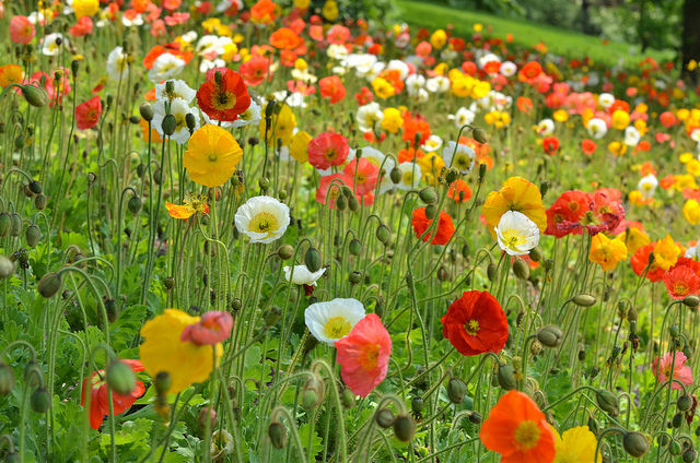 Flower Poppy Iceland Champagne Bubbles Mix 50 Non-GMO, Hybrid Seeds