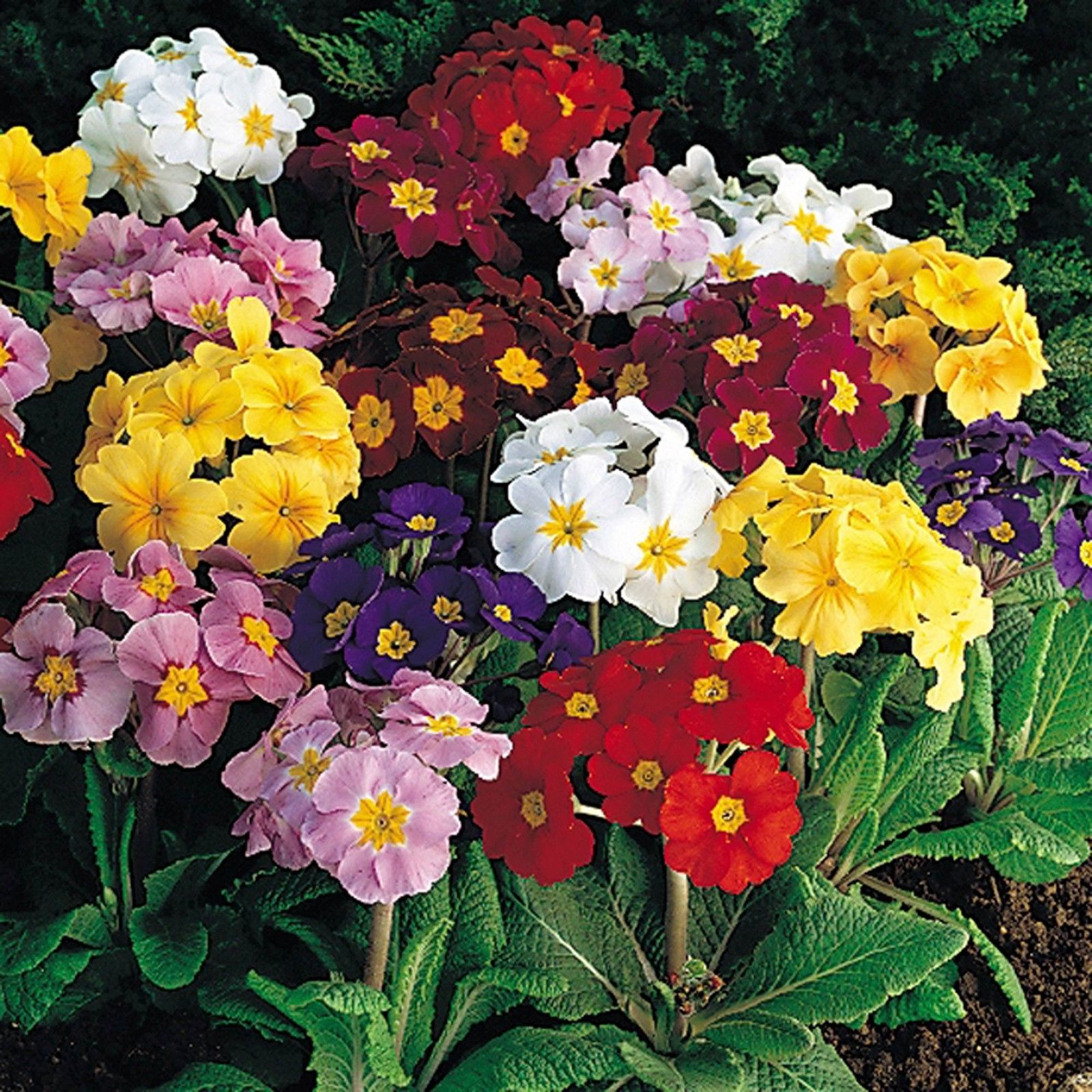 Polyanthus Crown Exhibition Strain Mixed Flowers Premier Seeds