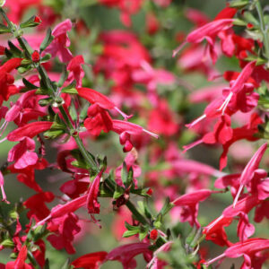 Salvia Scarlet Sage Coccinea