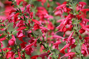 Salvia Scarlet Sage Coccinea