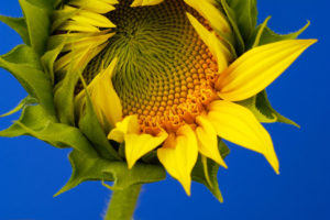 Sunflower- Giant Grey Striped