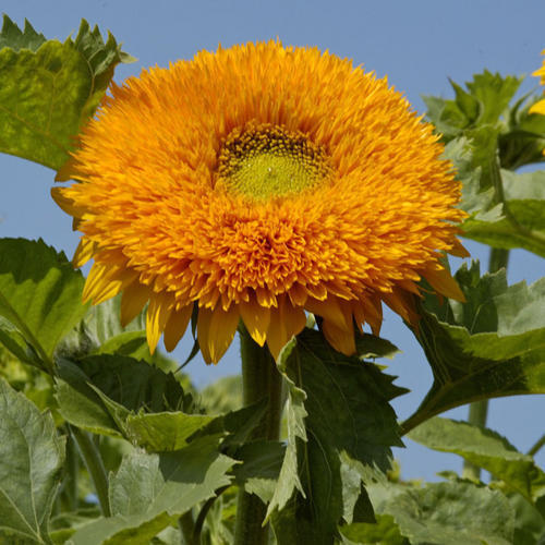 Sunflower Orange Sun Double