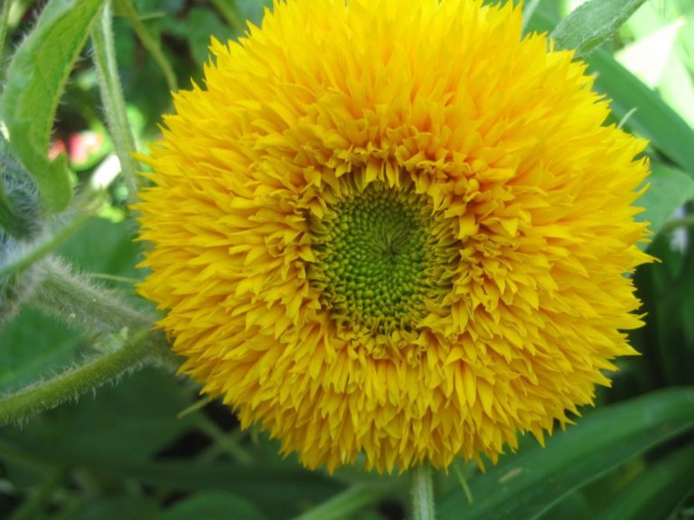 Sunflower Teddy Bear Flowers Premier Seeds Direct ltd