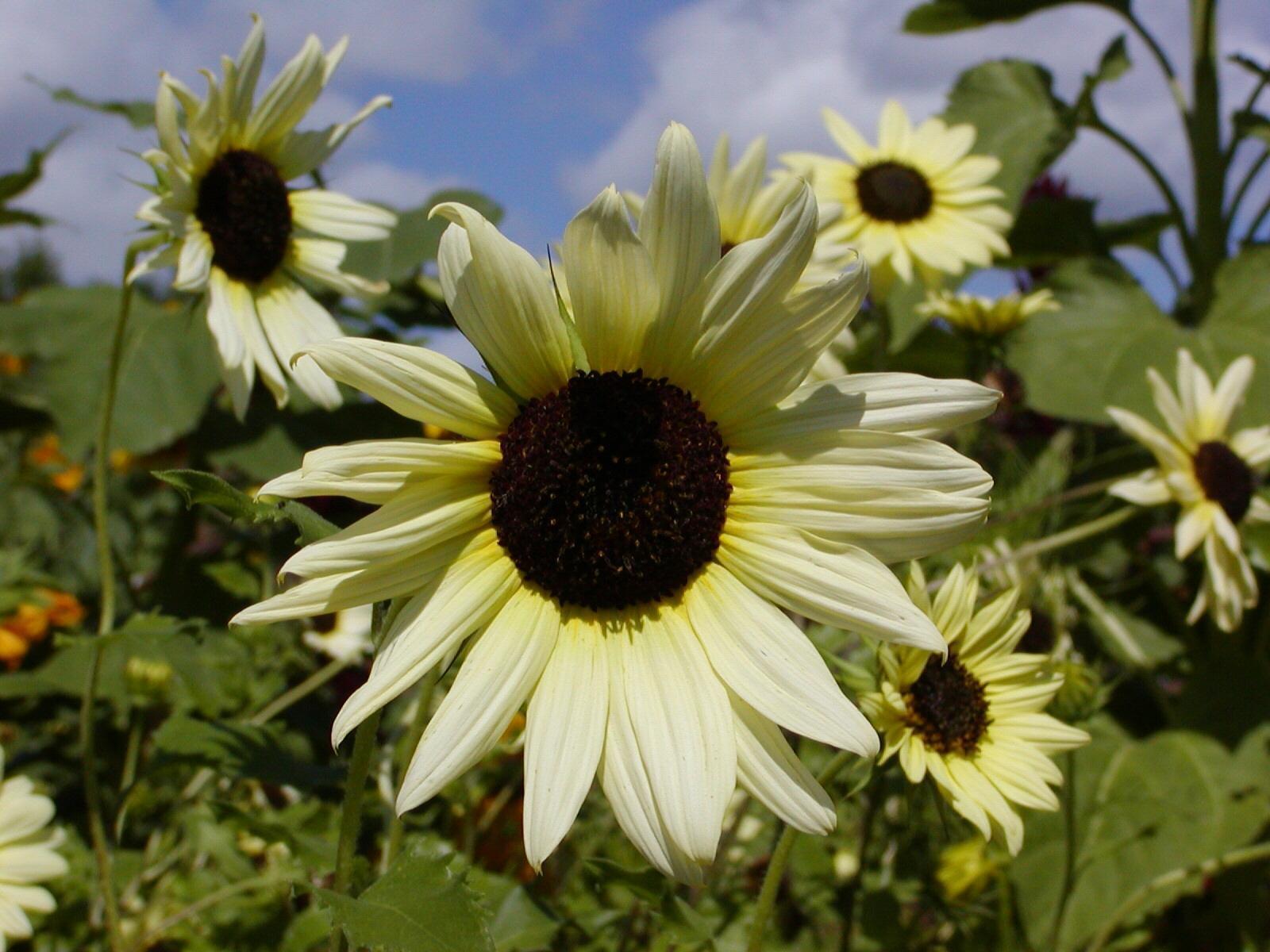 Sunflower Vanilla Ice Flowers Premier Seeds Direct ltd