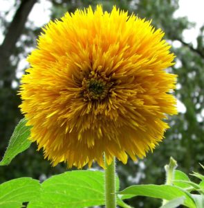Sunflower Sungold Dwarf Organic