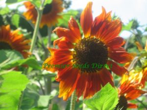 Sunflower Velvet Queen Organic