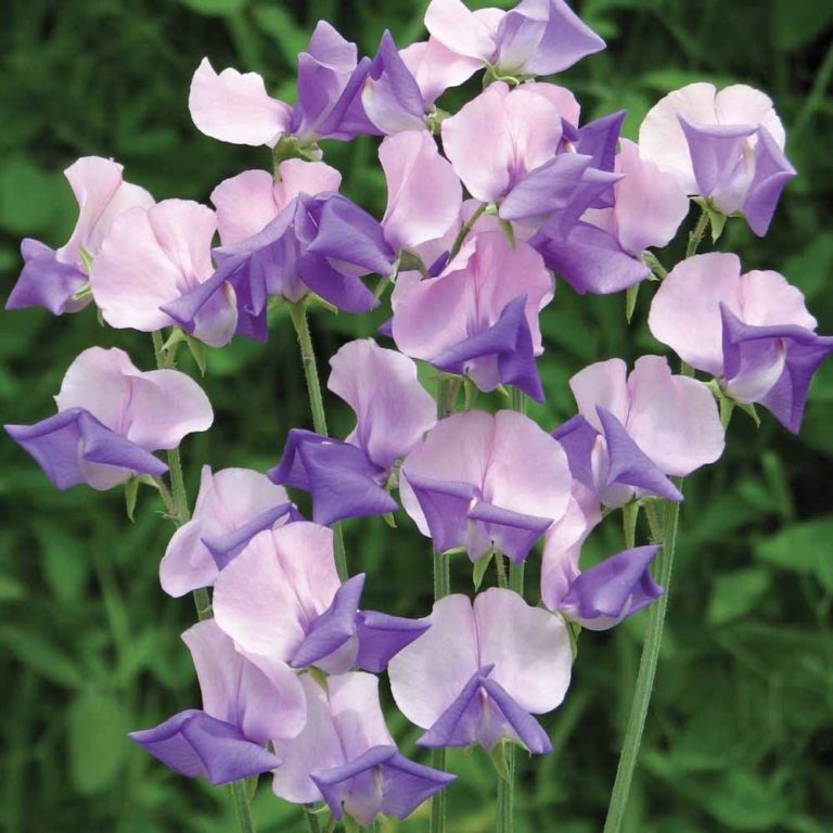 Sweet Pea Grandiflora Erewhon Premier Seeds Direct
