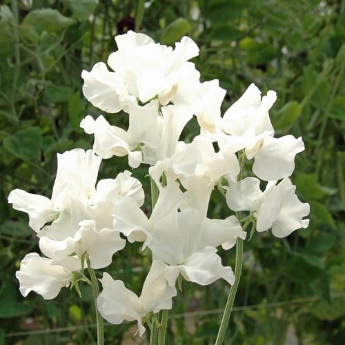 White Sweet Pea