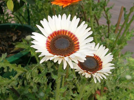 Venidium Cape Daisy Zulu Prince | Flowers | Premier Seeds Direct ltd