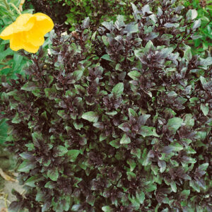 Herb Basil Corsican Organic