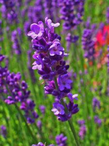 Lavender Common English