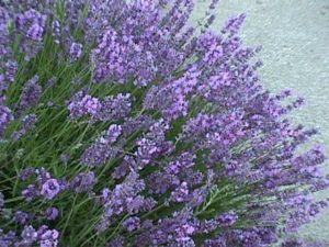 Lavender Common English Organic