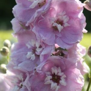 1800 graines LYCHNIS atrosanguinea-Rose Campion-Carmine Rouge 1 G ~ Env 1800 graines LYCHNIS atrosanguinea-Rose Campion-Carmine Rouge 1 G ~ Env