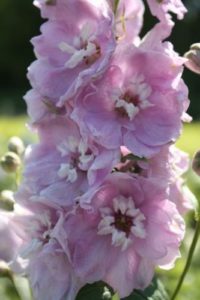 Delphinium Dwarf Magic Fountain Cherry Blossom With White Bee