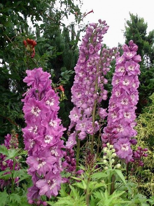 Delphinium Pacific Giant Astolat Delphinium Premier Seeds Direct ltd