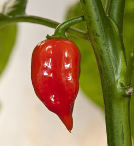 Hot Chilli Pepper Habanero Maya Red Organic