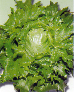 Lettuce Iceburg Type Ice Queen Organic