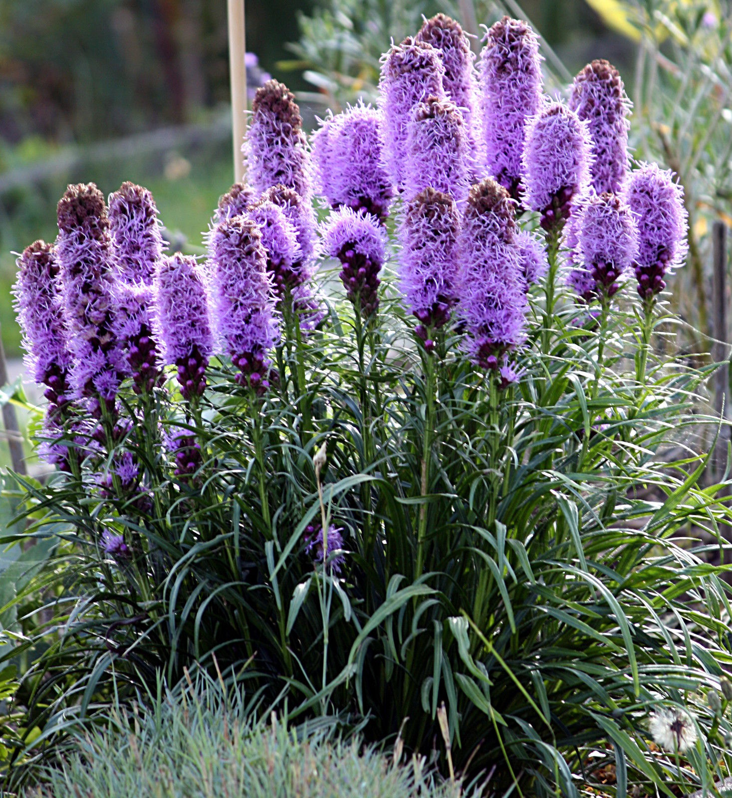 liatris-spicata-liatris-spicata-premier-seeds-direct-ltd