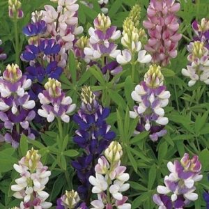 Pixie Delight Mixed Lupin