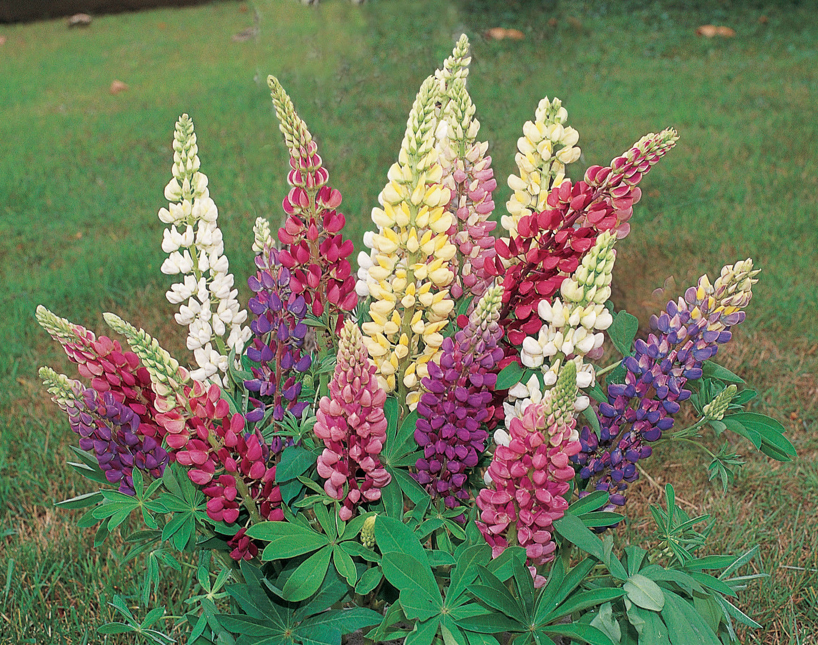 Lupin Russel Mixed Lupin Premier Seeds Direct ltd