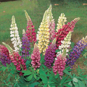 Lupin Russel Mixed