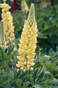 Lupin Russell Chandelier
