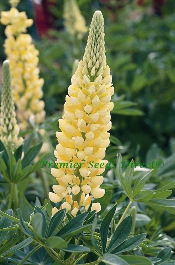Lupin Russell Chandelier