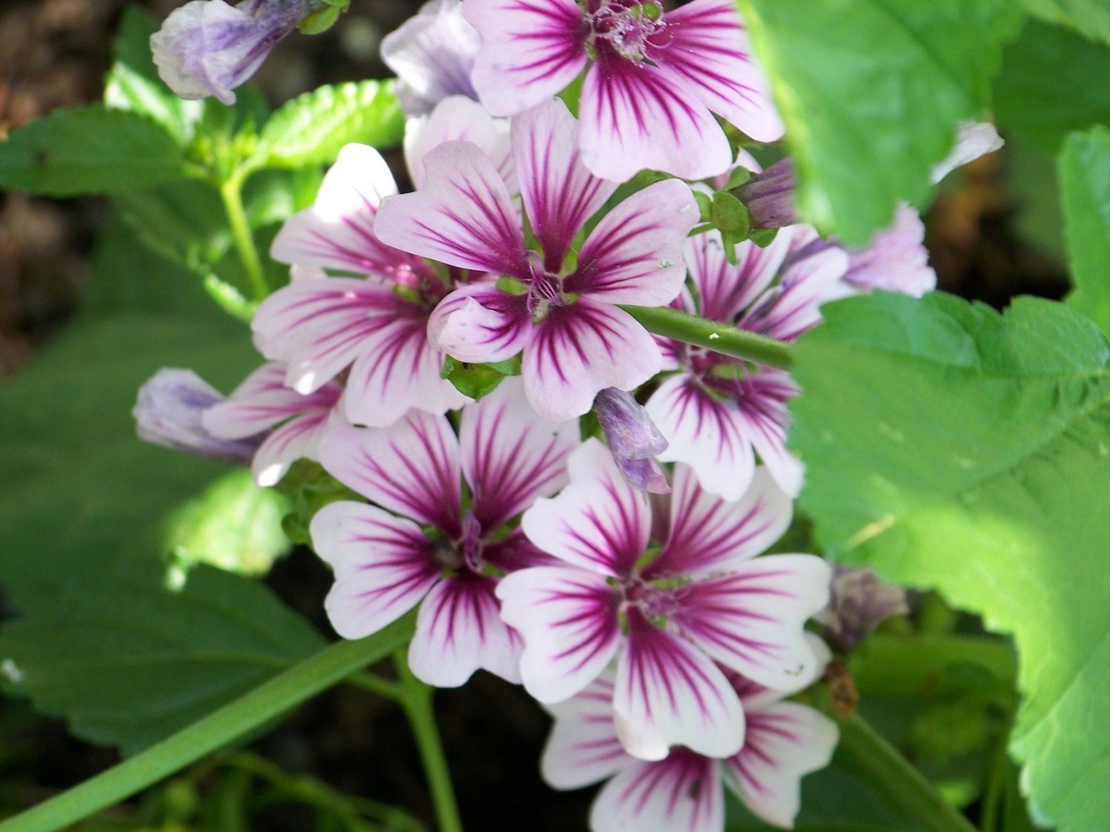 Malva Zebrina | Malva | Premier Seeds Direct ltd