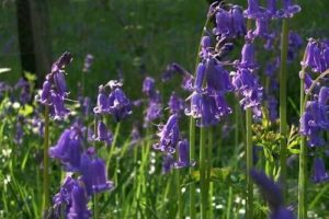 Pure English Bluebell