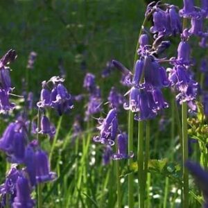 Pure English Bluebell