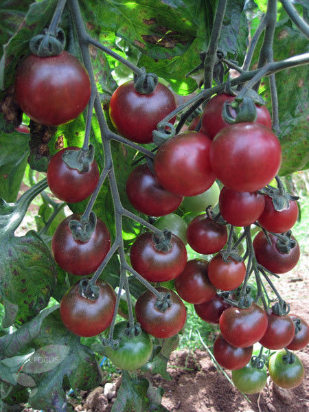 Tomato Cherry Rosella