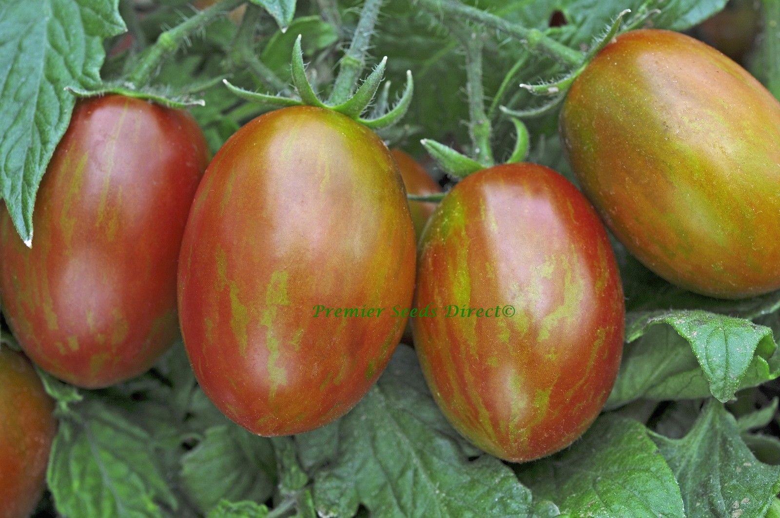 Tomato Tumbling Tigress F1 Tomato Premier Seeds Direct ltd